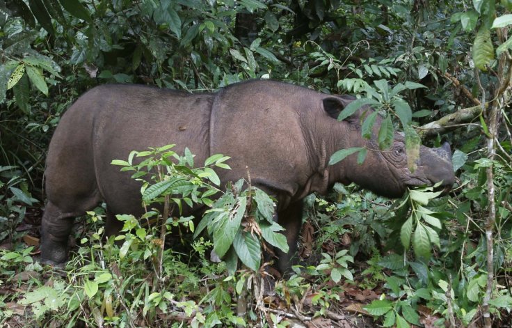 Sumatran rhinoceros Sumatran rhinoceros
