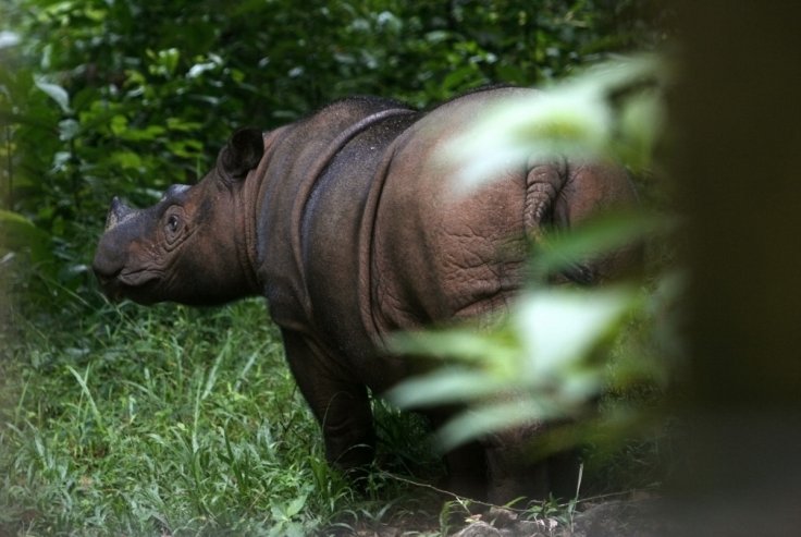 Sumatran rhinoceros Sumatran rhinoceros