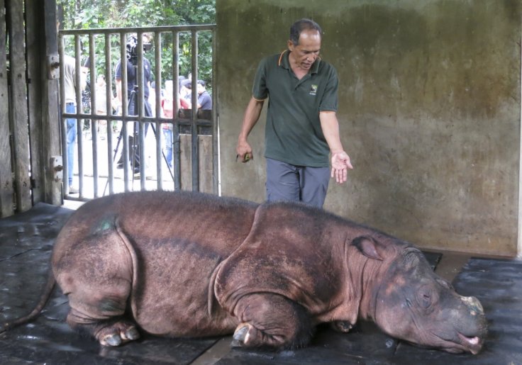 Sumatran rhinoceros Sumatran rhinoceros
