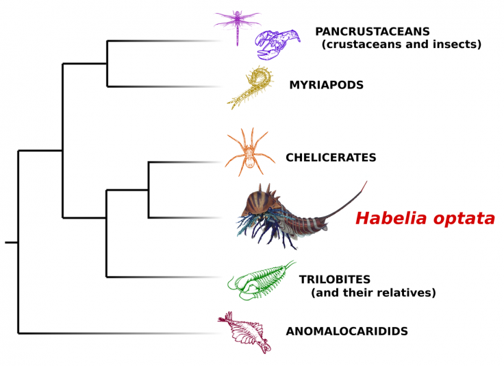 Habelia optata