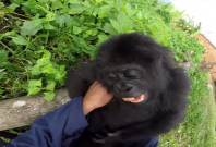 Baby gorilla laughs after being tickled