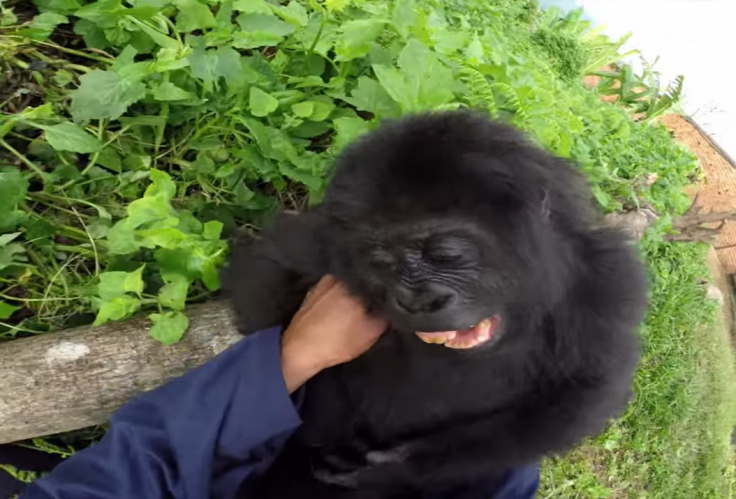 Baby gorilla laughs after being tickled