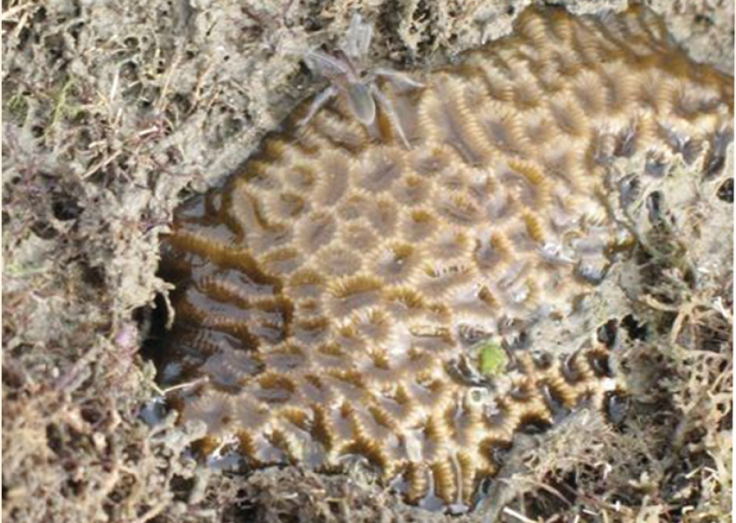 Desis bobmarleyi sp. n. on coral at low tide