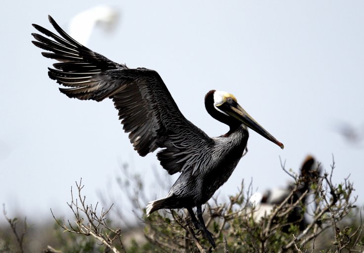 Brown Pelican