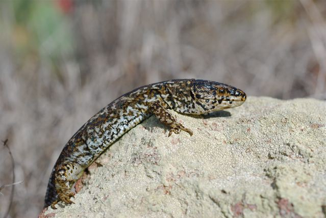 Island night lizard 