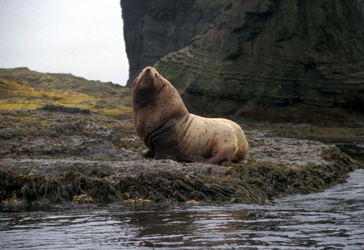 Steller Sea Lion