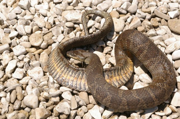 Lake Erie water snake