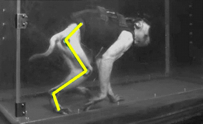 paralysed-macaque-monkey paralysed-macaque-monkey