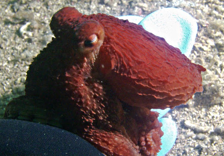 Giant pacific octopus
