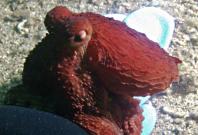 Giant Pacific octopus