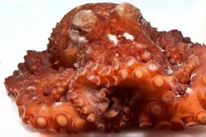 Giant Pacific octopus