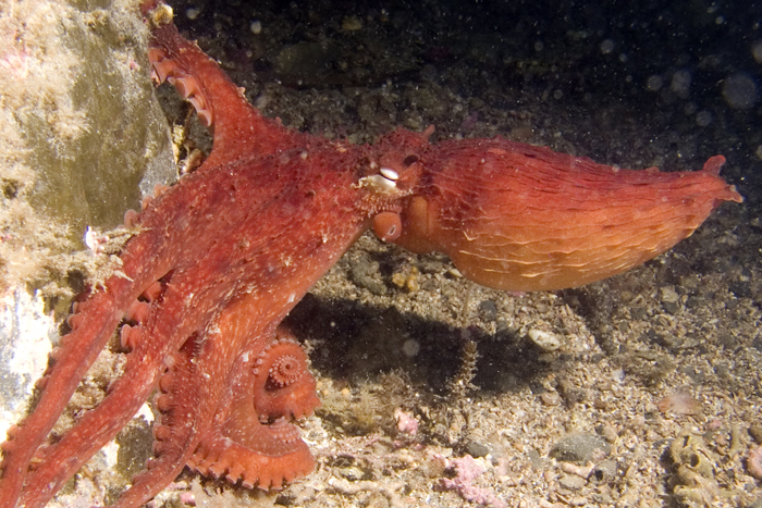 Giant Pacific octopus is so clever that it hid its frilled relative for ...