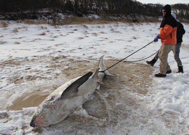 Frozen sharks