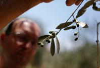 Italian olive oil producer Francesco Suatoni checks an olive tree in his plantation in Amelia, central Italy