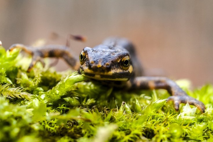 Iberian ribbed newt