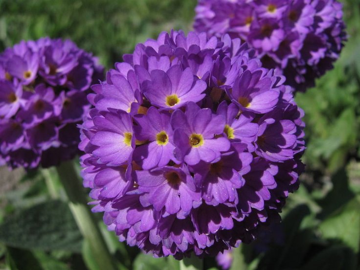 Primula denticulata (Sakhalin)