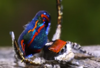 Australian peacock spider 