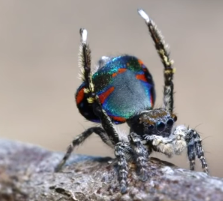 Australian peacock spider 