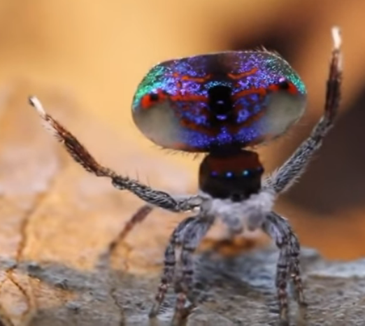 Australian peacock spider 