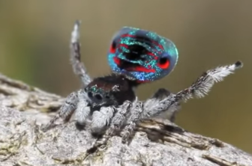 Australian peacock spider 