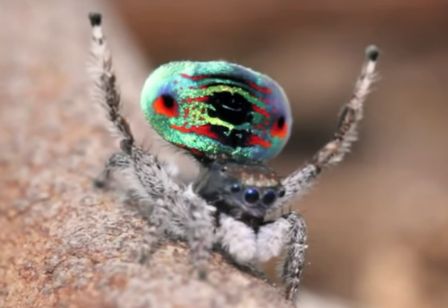 Australian peacock spider 