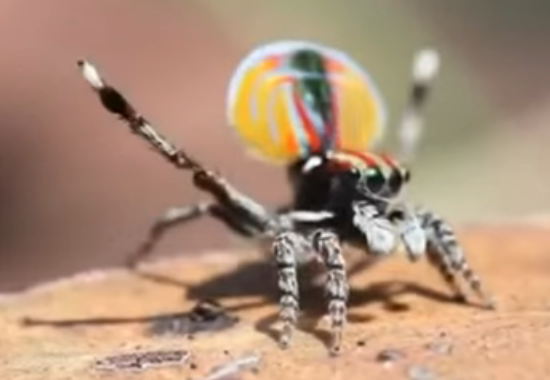 Australian peacock spider 