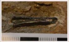 170million-year-old jawbone