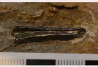 170million-year-old jawbone