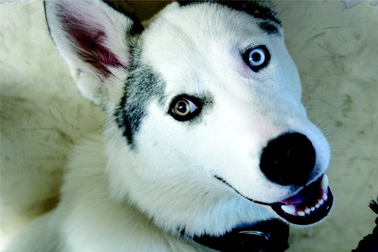 Siberian Husky Siberian Husky