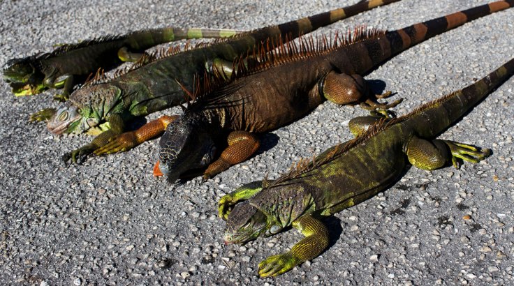 Cold-stunned iguanas are seen following extreme cold weather in Lake Worth