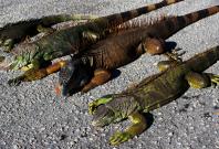 Cold-stunned iguanas are seen following extreme cold weather in Lake Worth