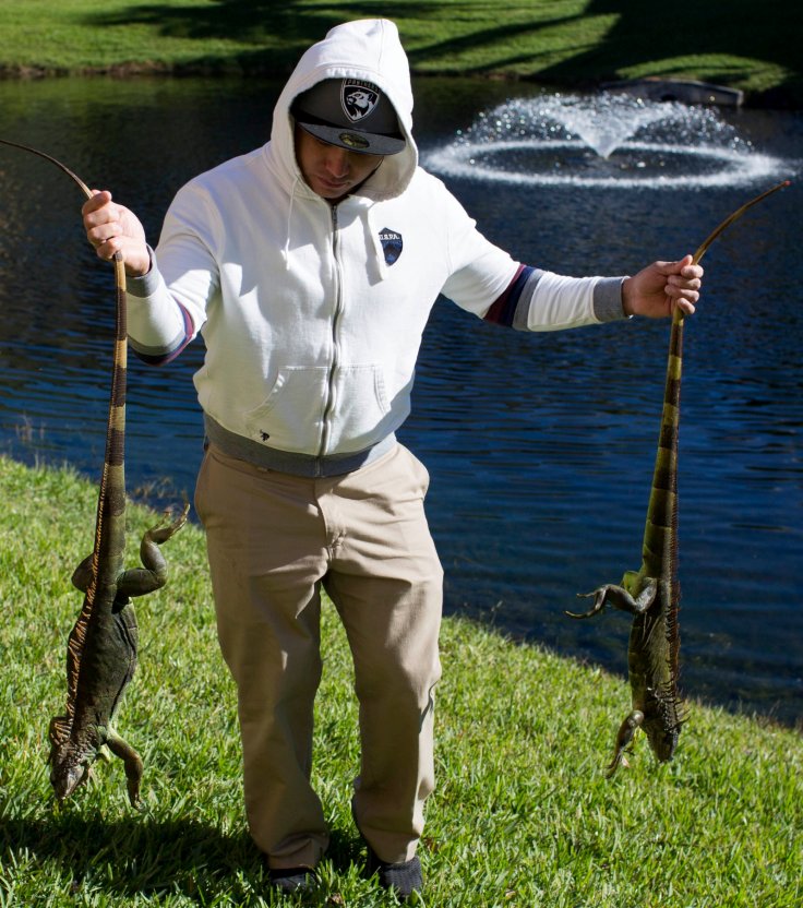 A man carries two cold stunned iguanas found near a local pond following extreme cold weather in Lake Worth, Florida, U.S.