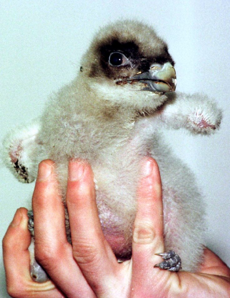 A baby Bearded Vulture 