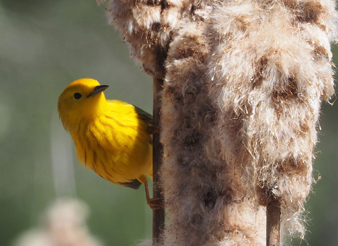 yellow warbler yellow warbler