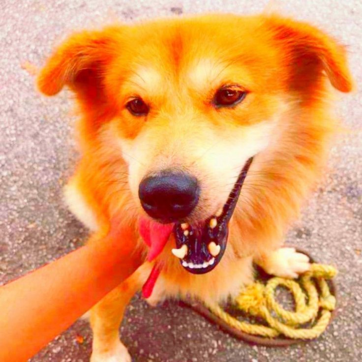 Singaporean jailed for animal abuse Singaporean jailed for animal abuse