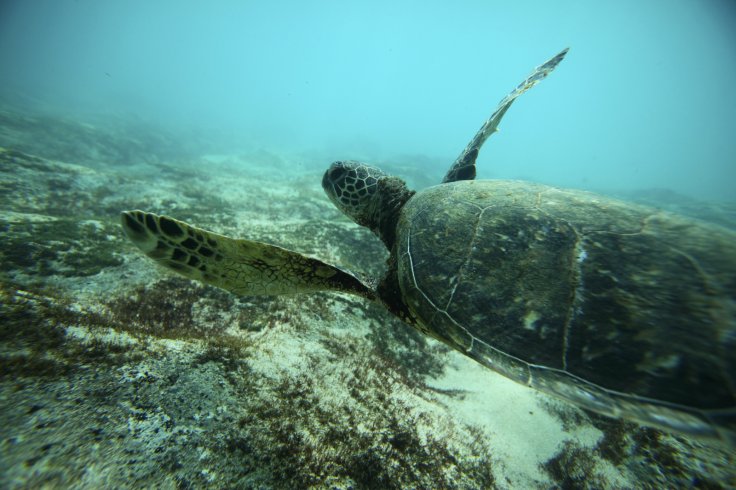 A Green Sea turtle swims over a reef 