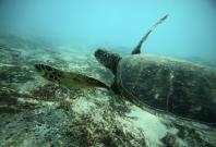 A Green Sea turtle swims over a reef 
