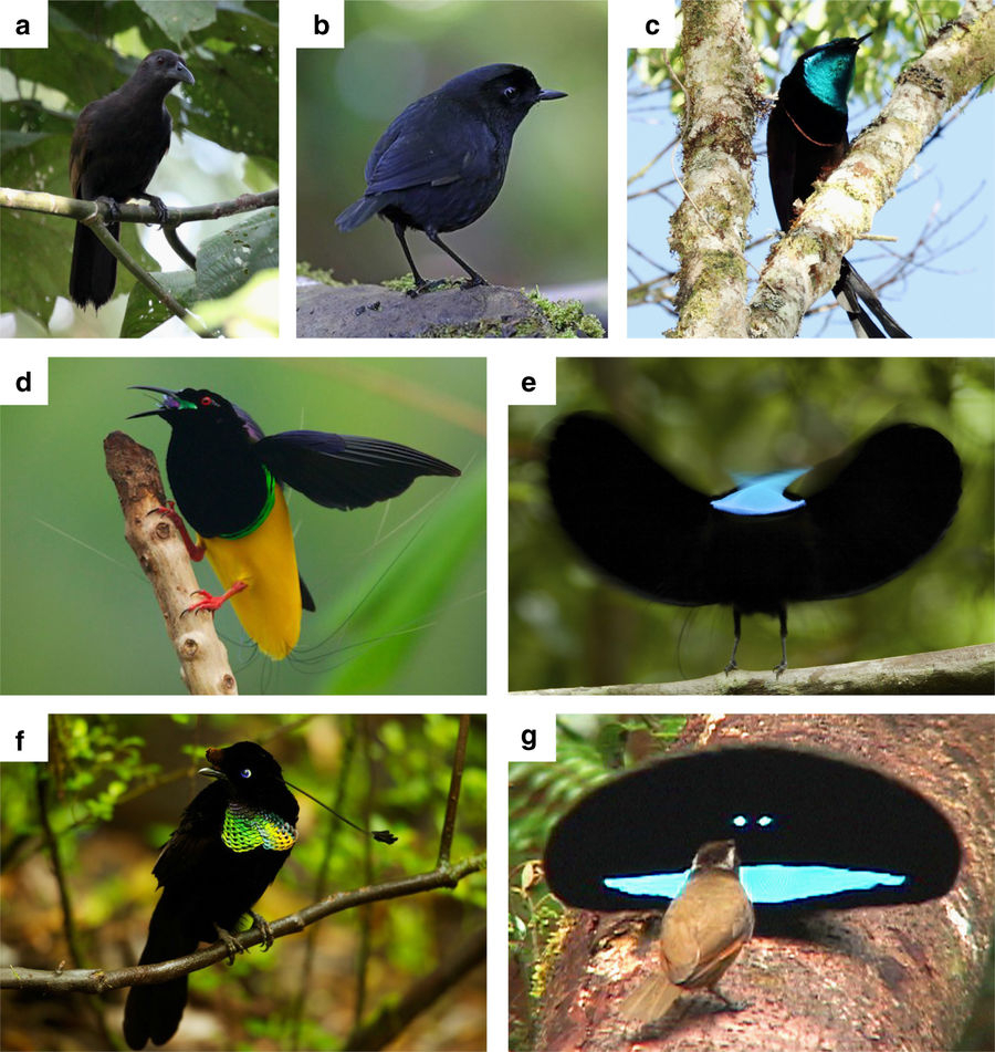 Different species of birds-of-paradise 