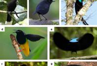 Different species of birds-of-paradise 