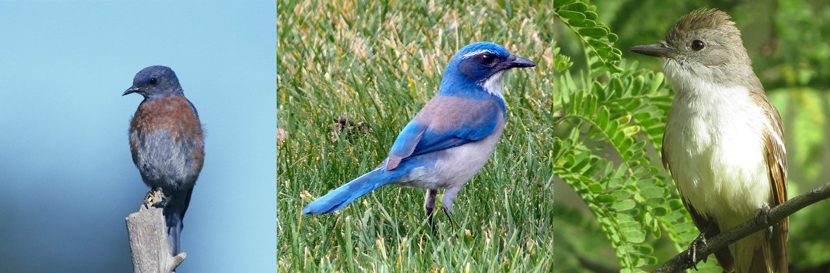 Flying haywire? Stressed birds seek succor away from noise