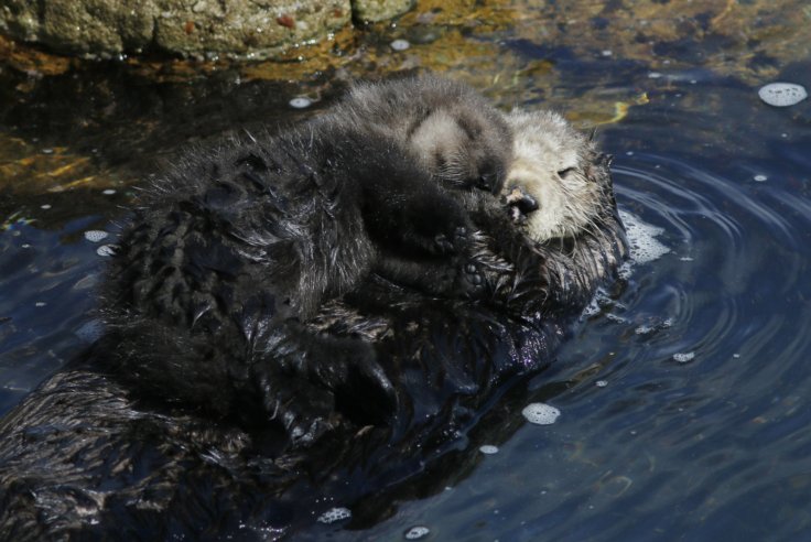 Otters Otters