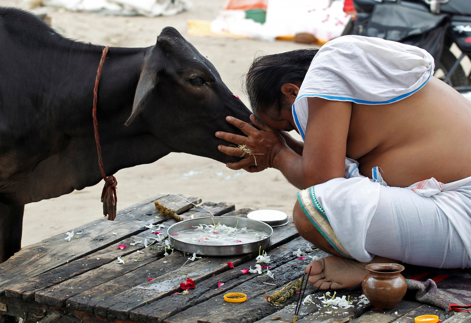 A Hindu devotee offers prayers to a cow