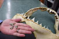 The Bryant Shark's teeth