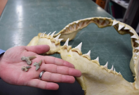 The Bryant Shark's teeth