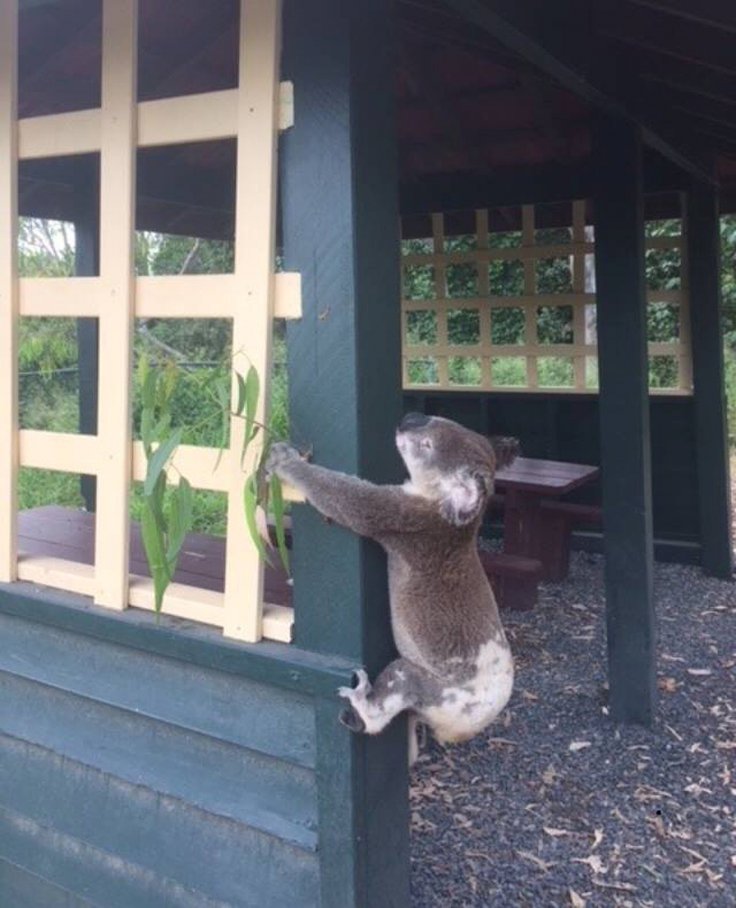 Koala death in Australia