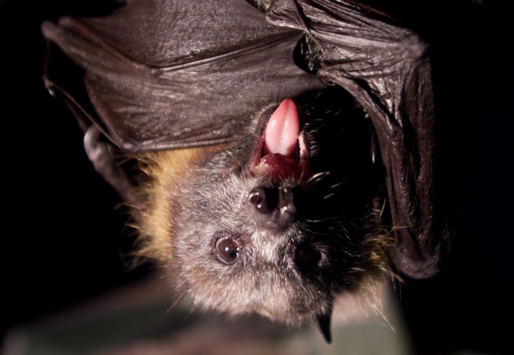 A bat at the Australian Museum in Sydney