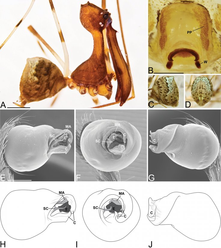 Pelican spider