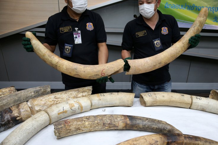 Thai customs hold up confiscated elephant tusks during a news conference at the Customs Department in Bangkok, Thailand
