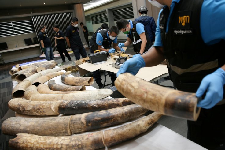 Thai forensic experts work near confiscated elephant tusks after a news conference at the Customs Department in Bangkok, Thailand