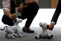 UNITED STATESSony's Aibo robotic dogs are displayed during the 2018 CES in Las Vegas